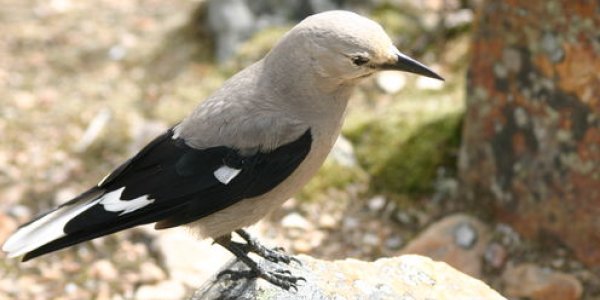 ‘Inner GPS’ Of Bird Brains May Be Better Than That Of Humans