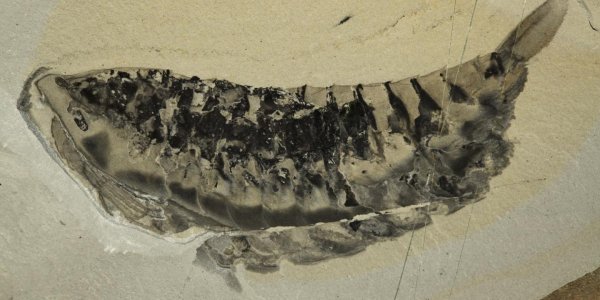 Yawunik Kootenayi - Lobster With Two Sets Of Eyes From 500,000,000 B.C.