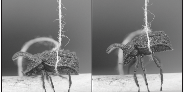 In Beetle Sex, Sometimes Going On Defense Wins Too