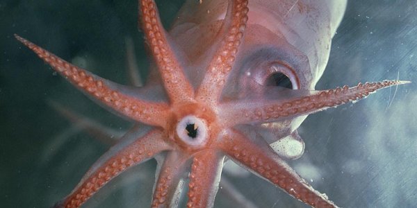 I Was Not Named After This Squid (Unfortunately)