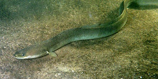 Anthropogenic Noise Makes Eels More Susceptible To Predators