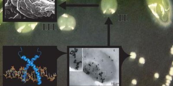 Low-dose Natural Antimicrobial Exacerbates Chronic Lung Infection In Cystic Fibrosis