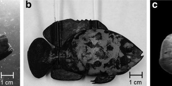Ultra-Realistic Robot Fish Can Scare A Real One