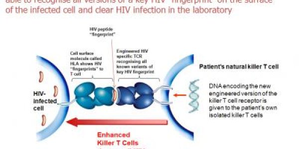 Killer T-Cell 'Bionic Assassin' Sees Through HIV Disguises
