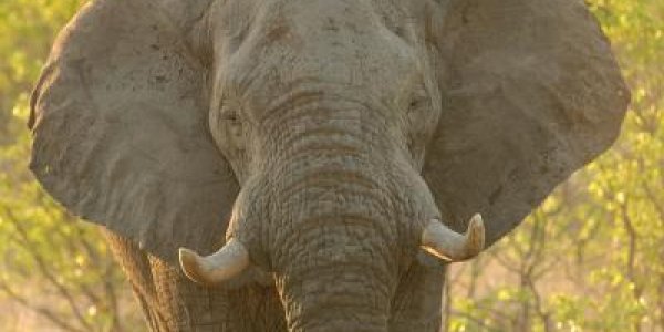 Better Engineering Through Urine - You're Welcome, Isaac Newton