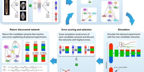 AI Does Science: First Model Of Regeneration Discovered By Non-Human Intelligence