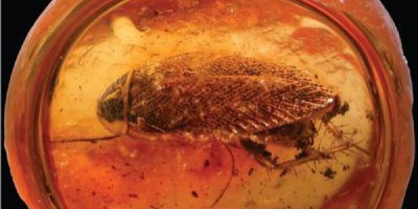 Ectobius Cockroach To Retake North America Again After 49 Million Years?