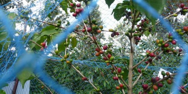 For A Better Coffee Harvest, Keep Some Biodiversity