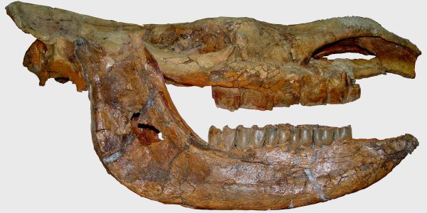 Tibet: Cradle Of The Ice Age Giants?