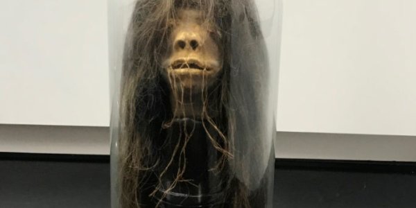 Mercer University Upset Its Amazonian Warrior Shrunked Head Isn't Fake
