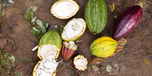 Flavanols: Daily Cocoa Consumption Linked To Improved Cognitive Function In Older Adults