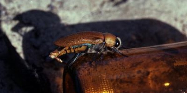 Beer And Sex - An Ig Nobel Prize We Can All Get Behind