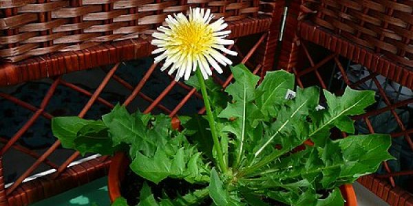 Seafood Ethics, Or Why I Don't Eat Squid (Part I)