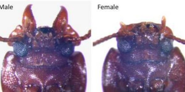 Your Mandible Size Is Overrated