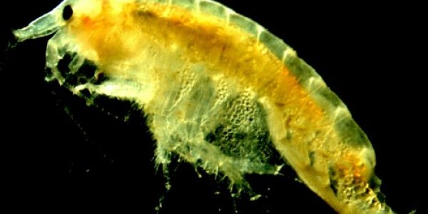 Why Is Shrimplike Diporeia Disappearing From Lake Michigan?