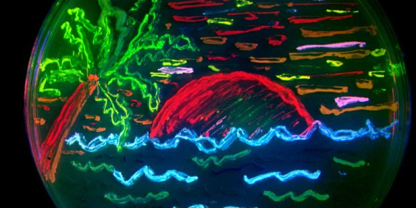 Green Fluorescent Protein is Cool, but is it Nobel Prize-Level Cool?