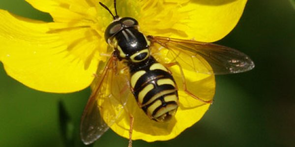 Your chance to name a species!