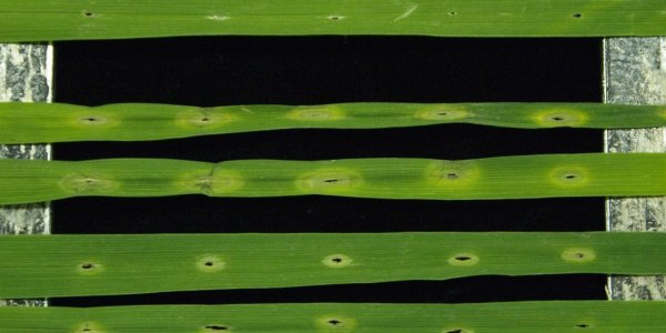 Pathogen-Sensing 'Antenna' Gene Transferred To Wheat