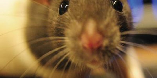 Rat Whisperer Among Top 6 Growing Jobs for 2024
