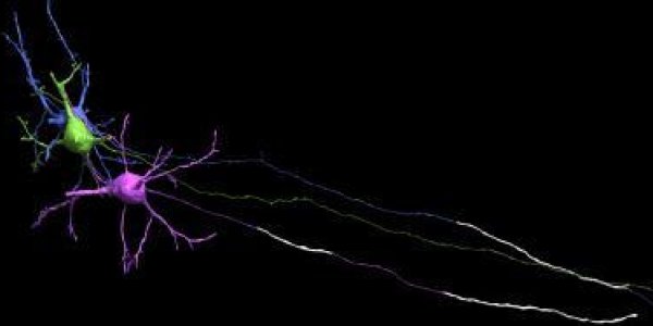 Myelin Finding Turns Neuroscience On Its Head