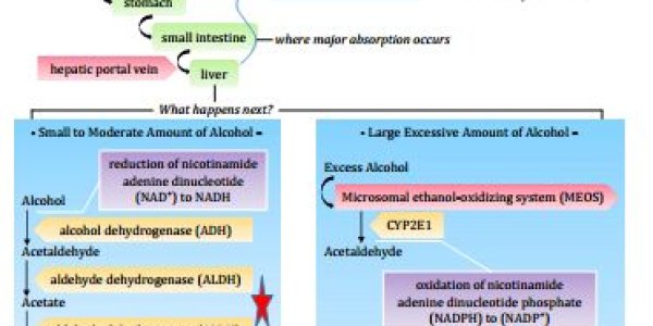 Assessing  Student’s Understanding of a Science Article Through Diagramming