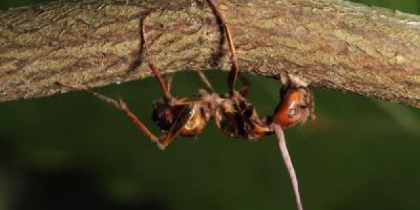 Have A Cocktail: How Zombie Ant Fungi Manipulates Brains Of Hosts