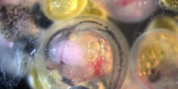 Molecular Arms Race Shows Darwinism In Action