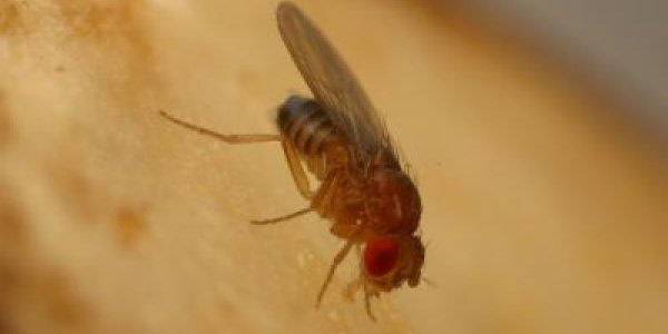 How Fruit Flies Detect Sweet Foods