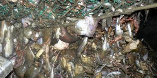 English Channel: 90 Year Analysis Finds 'Fishing Down The Food Web'