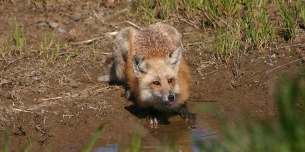 Around The World In 400,000 Years: The Genome Of The World's Most Widely Distributed Land Carnivore