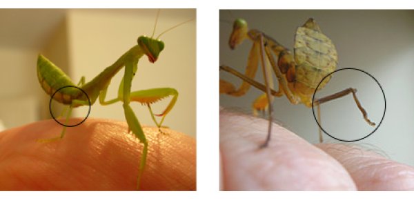 Regeneration - It's All Fun And Games Even If Someone Loses A Limb