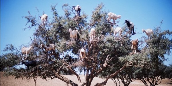 The Tree-Climbing Tamri Goats Of Morocco