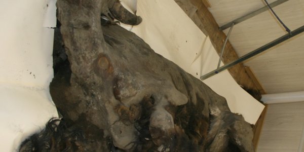 Complete Frozen Bison Mummy From 7,000 B.C. Found In Siberia