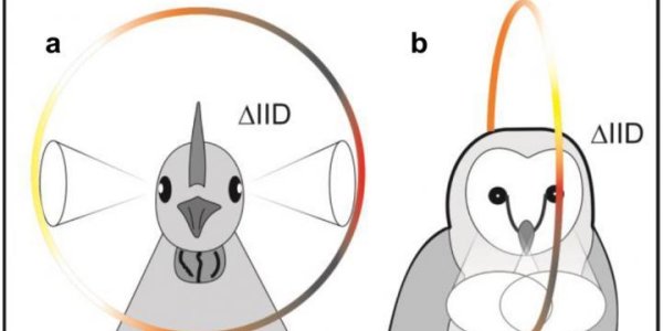 Take That, Mammals: Birds Don't Need External Ears