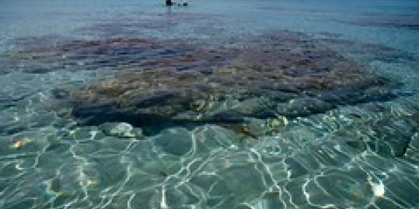 Homer's Odyssey Fossils of Crete