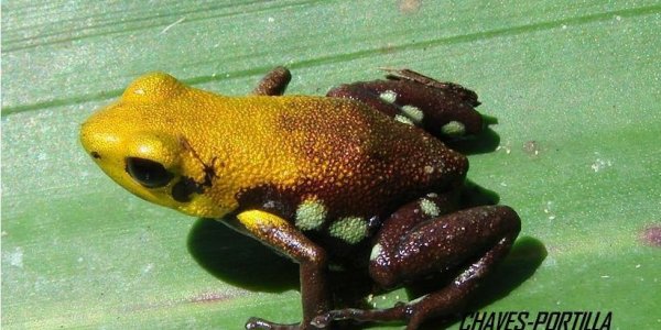 The Golden Frog Of Supata