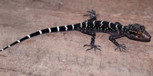 Reptiles Surpass Birds To Become Most Diverse Vertebrates
