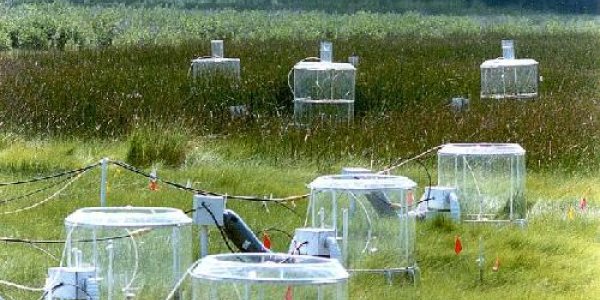 Plant Growth Is Enhanced By More CO2, But Food Webs Make Effects Unpredictable