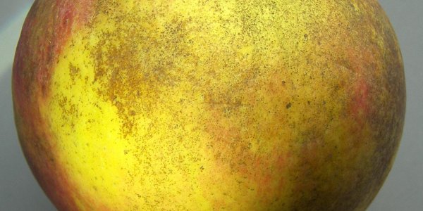Study Reveals Causes Of Apple Skin Spot