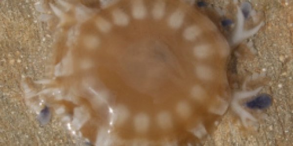 Jellyfish Reporting By Citizen Scientists In Malta