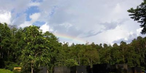 Stored Carbohydrates Help Trees Resist Drought