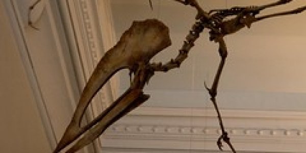 Pterosaurs: Predators Of Ancient Skies