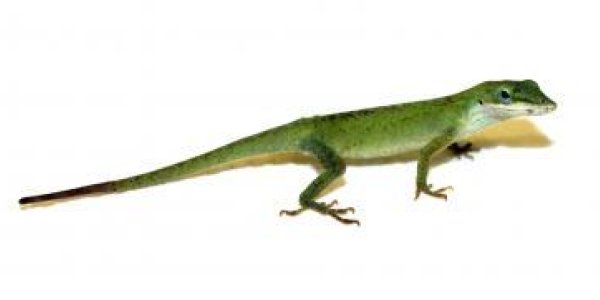 A Genetic Recipe For Limb Regeneration