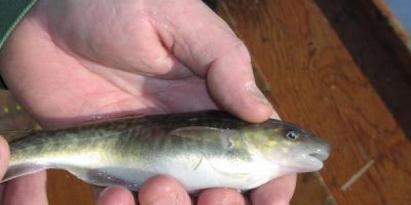 Evolution In Action: Hudson River Fish Mutate To Adapt To PCBs