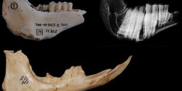 Live Longer, Thanks To Evolution