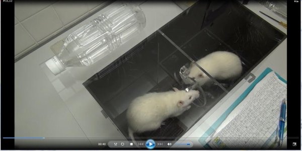 Prosocial Rats Will Save Other Rats From Drowning