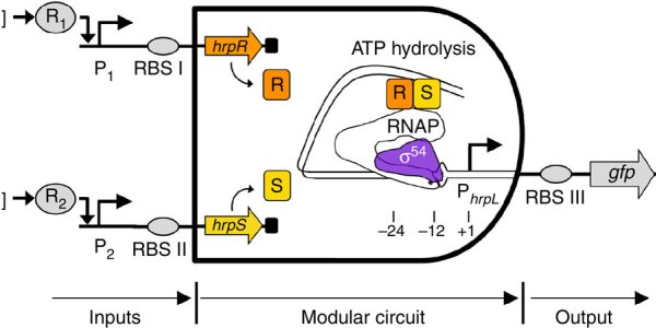 Another Step Towards Biological Computers