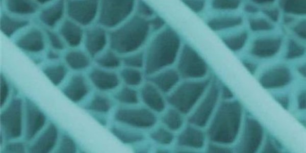 Replicated - Butterfly Wings On A Nano Scale