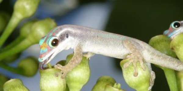 Constructive Conservation: The Wave Of Our Biodiversity Future