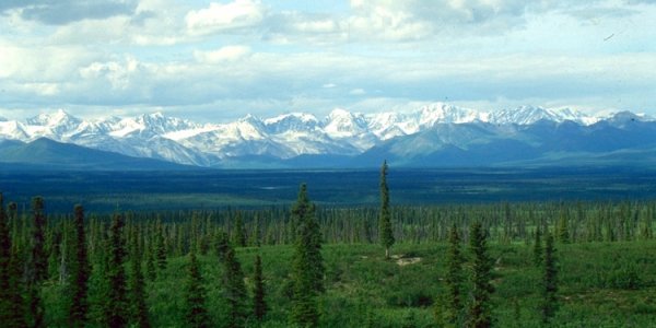 Study Tracks Worldwide Forest Loss, Boreal See Greatest Decline